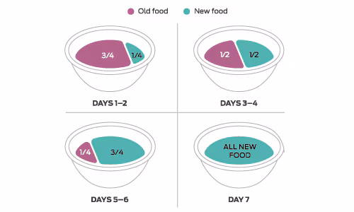 transitioning food